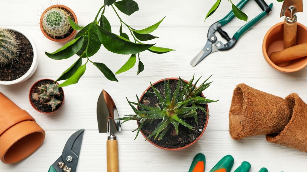 Succulent plants in pots for DIY wedding favours